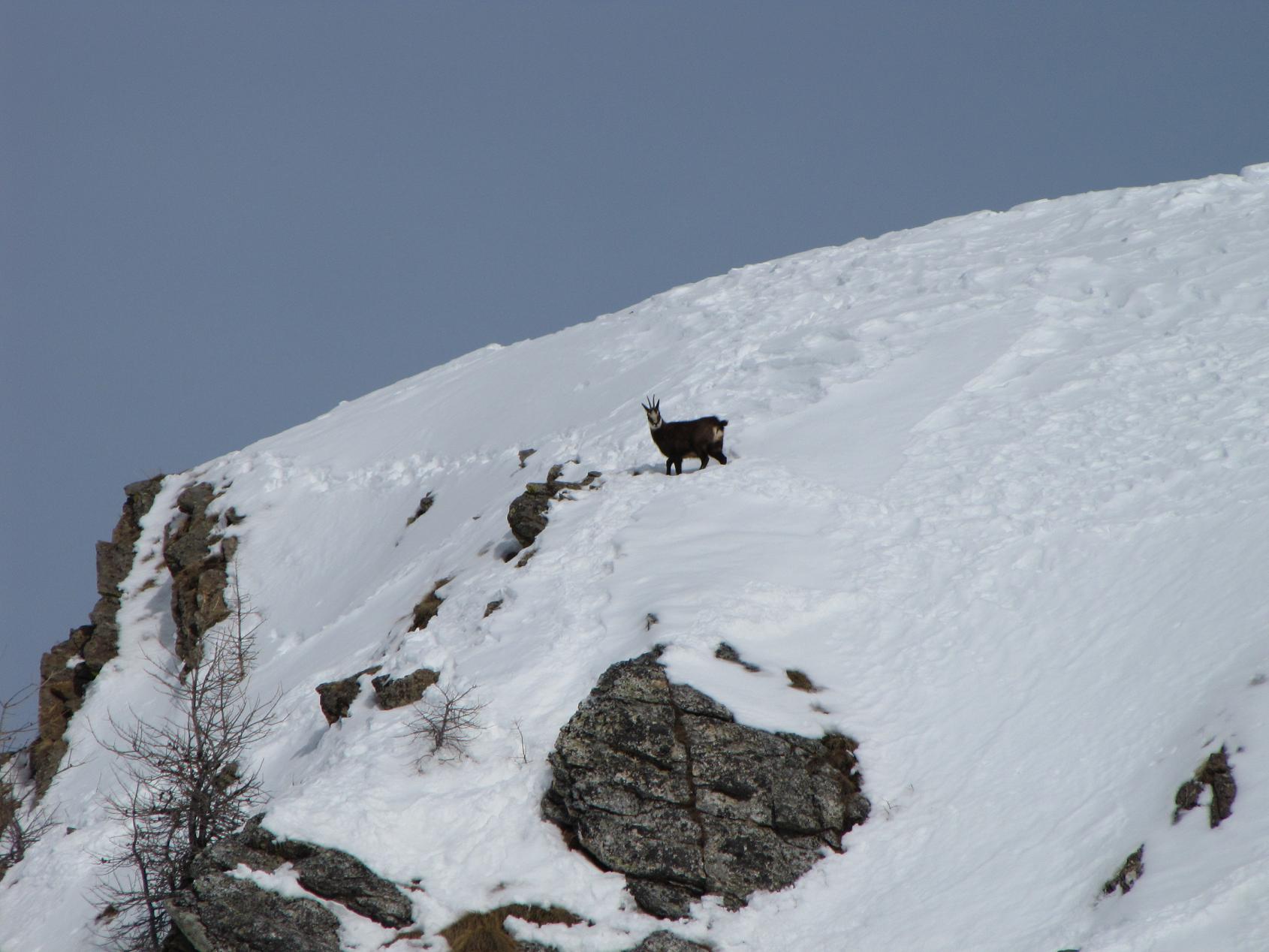I camosci tornano a correre